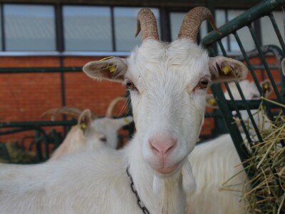 Nacionalna izložba stoke na Nosadskom sajmu