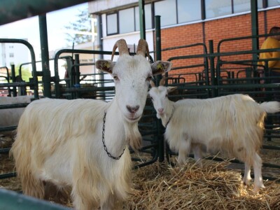 Nacionalna izložba stoke na Nosadskom sajmu