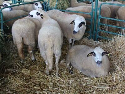 Nacionalna izložba stoke na Nosadskom sajmu