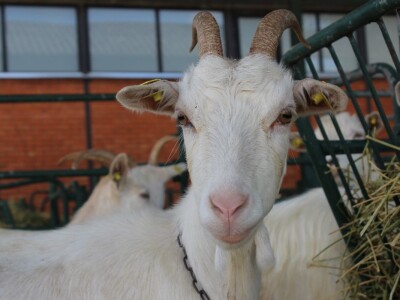 Nacionalna izložba stoke na Novosadskom sajmu