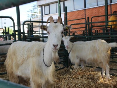 Nacionalna izložba stoke na Novosadskom sajmu