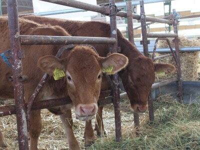 Nacionalna izložba stoke na Novosadskom sajmu