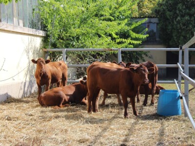 Nacionalna izložba stoke na Novosadskom sajmu