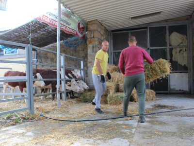 Nacionalna izložba stoke na Novosadskom sajmu