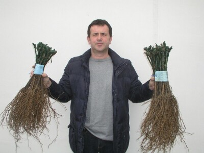 NADINSKO BLATO - Sadnja novog vinograda u jeku pandemije