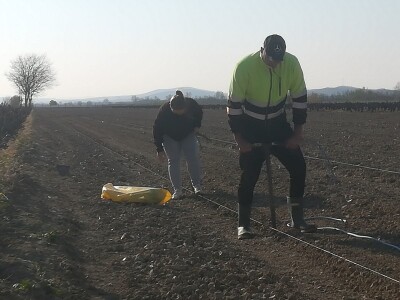 NADINSKO BLATO - Sadnja novog vinograda u jeku pandemije