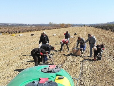 NADINSKO BLATO - Sadnja novog vinograda u jeku pandemije