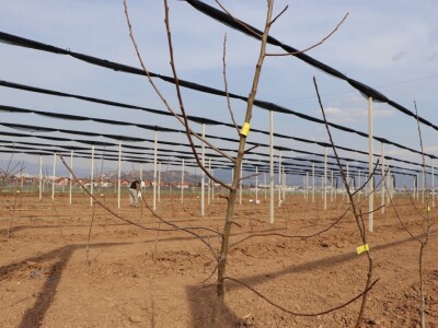 Nadomak Sarajeva niče prvi savremeni ogledno-kolekcijski voćnjak u BiH