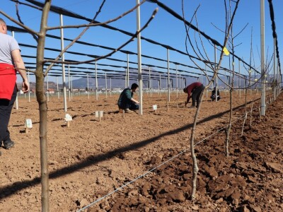 Nadomak Sarajeva niče prvi savremeni ogledno-kolekcijski voćnjak u BiH