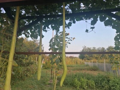 Nagrađene bundeve na Danima ludaje 2023.godine Nagrađene bundeve na Danima ludaje 2023.godine