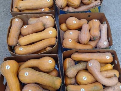 Nagrađene bundeve na Danima ludaje 2023.godine Nagrađene bundeve na Danima ludaje 2023.godine