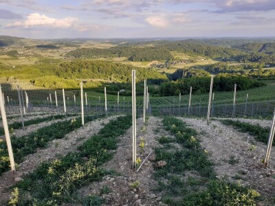 Nagrađivane eko vinarije