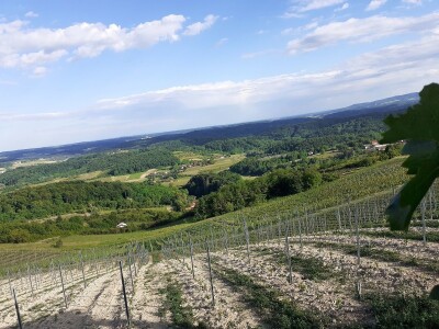 Nagrađivane eko vinarije