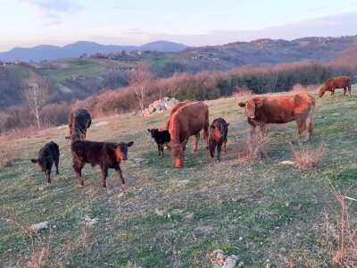 Nagrađivane eko vinarije