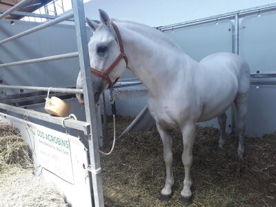 Nagrađivani konji Siniše Paunovića iz Surduka Nagrađivani konji Siniše Paunovića iz Surduka