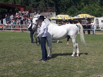 Nagrađivani konji Siniše Paunovića iz Surduka Nagrađivani konji Siniše Paunovića iz Surduka