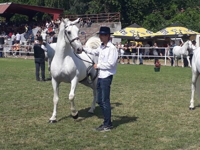 Nagrađivani konji Siniše Paunovića iz Surduka Nagrađivani konji Siniše Paunovića iz Surduka