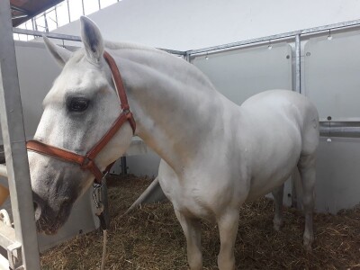 Nagrađivani konji Siniše Paunovića iz Surduka