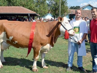 Nagrađena lička krava
