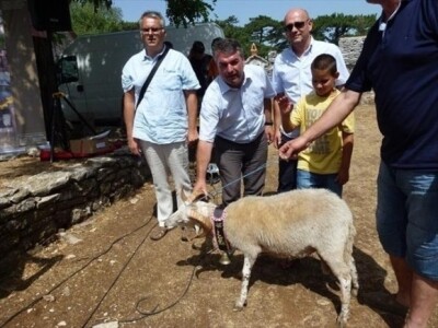 Nagrađeni ovan na sajmu na otoku Braču