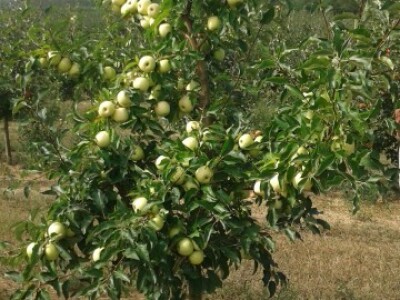 Uzgoj jabuka u Mađarskoj Uzgoj jabuka u Mađarskoj