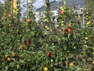 Uzgoj jabuka u Mađarskoj Uzgoj jabuka u Mađarskoj