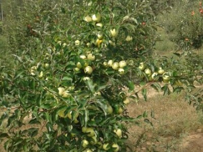 Uzgoj jabuka u Mađarskoj Uzgoj jabuka u Mađarskoj