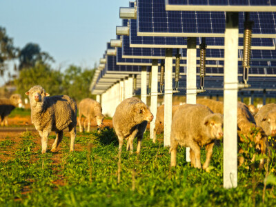 Najavljena gradnja prve agrosolarne elektrane u Hrvatskoj