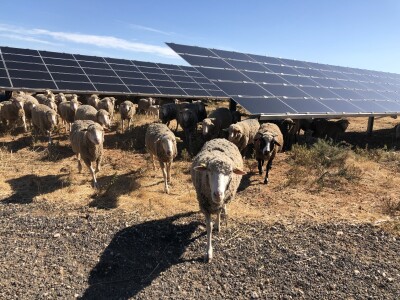 Najavljena gradnja prve agrosolarne elektrane u Hrvatskoj