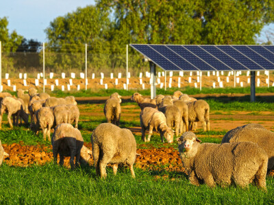 Najavljena gradnja prve agrosolarne elektrane u Hrvatskoj