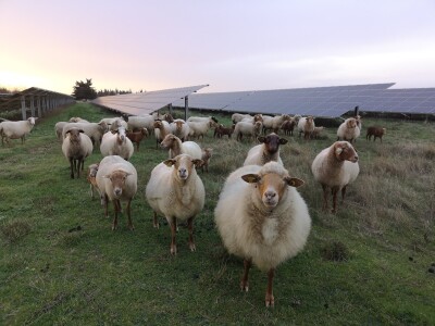 Najavljena gradnja prve agrosolarne elektrane u Hrvatskoj