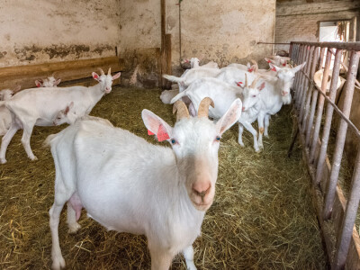 Najbolje iz Međimurja
