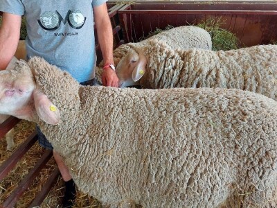 Najbolje ocenjen ovan sajma u Novom Sadu Najbolje ocenjen ovan sajma u Novom Sadu