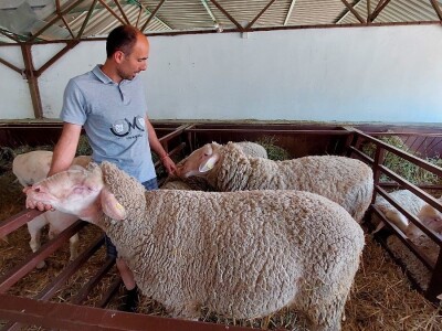 Najbolje ocenjen ovan sajma u Novom Sadu Najbolje ocenjen ovan sajma u Novom Sadu