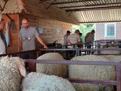 Najbolje ocenjen ovan sajma u Novom Sadu Najbolje ocenjen ovan sajma u Novom Sadu