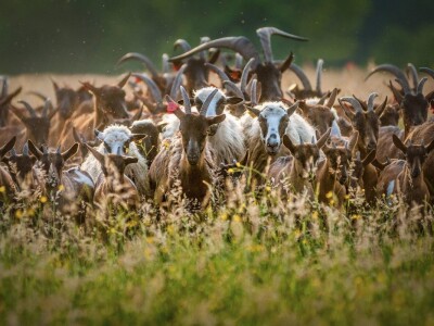 Najbolje ruralne fotografije - RuralFoto 2023.