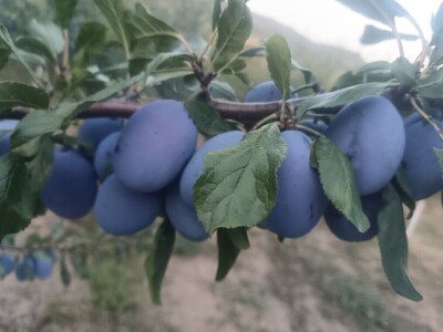 Najbolji mladi voćar Najbolji mladi voćar
