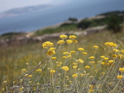 Najfiniji sapuni itd.