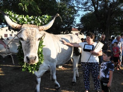 33. Jakovlja i Smotra istarskih volova - boškarina 33. Jakovlja i Smotra istarskih volova - boškarina
