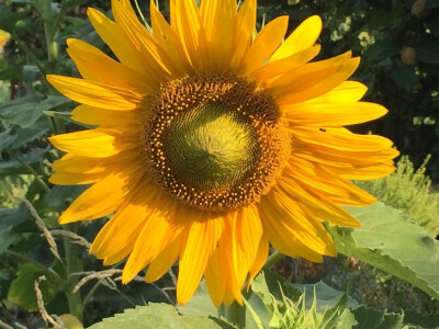 Najljepši školski vrtovi