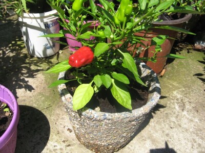 Najljuća papričica na planeti raste u Ćupriji