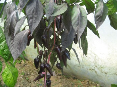 Najljuća papričica na planeti raste u Ćupriji