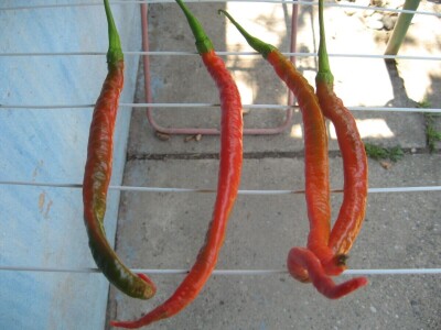 Najljuća papričica na planeti raste u Ćupriji