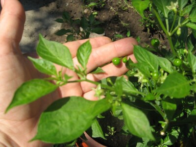 Najljuća papričica na planeti raste u Ćupriji