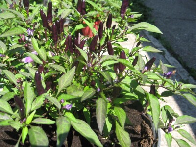 Najljuća papričica na planeti raste u Ćupriji