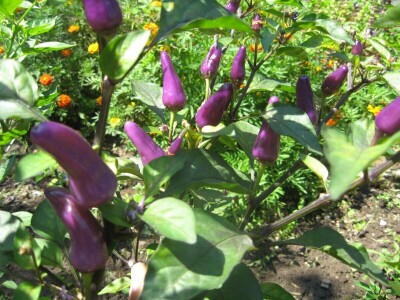 Najljuća papričica na planeti raste u Ćupriji