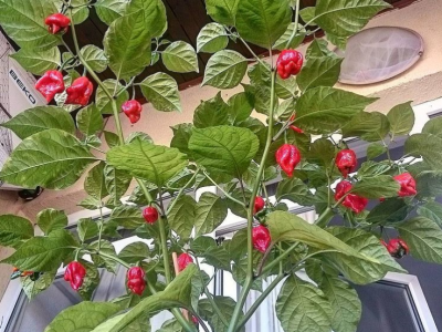 Najljući umaci sa neobičnim imenima