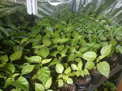 Najljući umaci sa neobičnim imenima