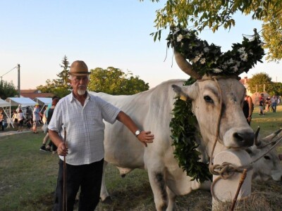 33. Jakovlja i Smotra istarskih volova - boškarina 33. Jakovlja i Smotra istarskih volova - boškarina