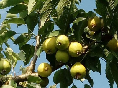 Najranija kruška, neobična trešnja, papežova marelica…